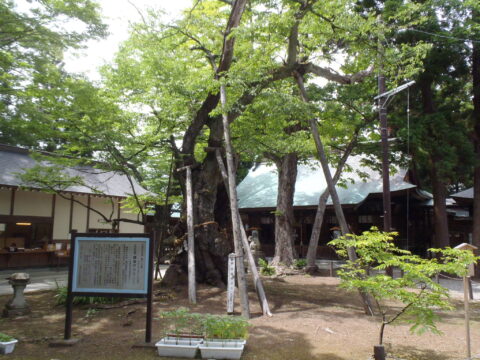 Ｋ神社 緑の文化財「エドヒガン桜」養生工事